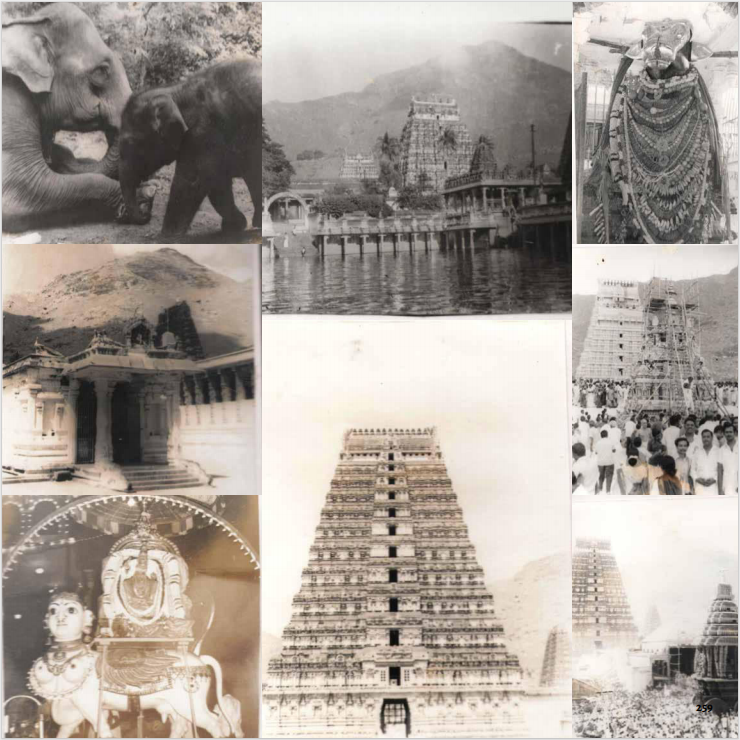 rare collections of tvm